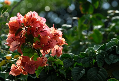 When, Where, and How to Choose and Plant Peony