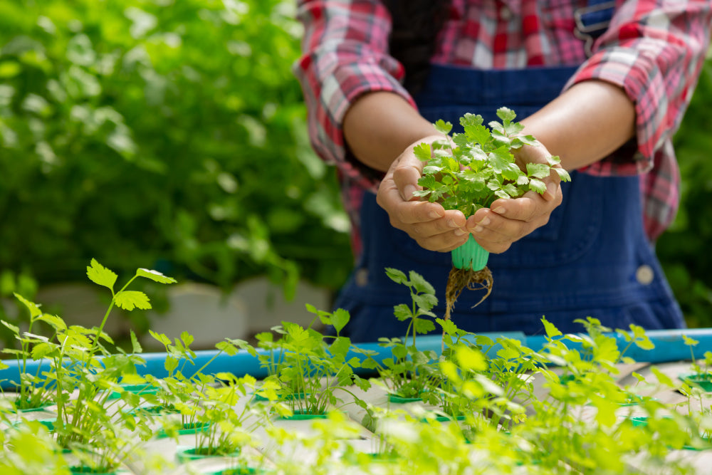 All About Hydroponic Singapore – Technique to Prevent Plants from Pests