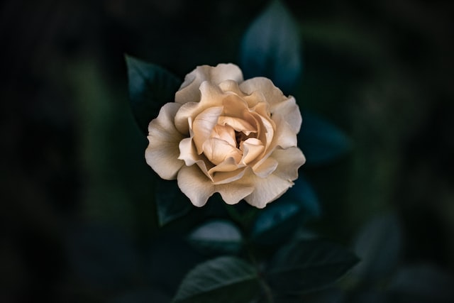 Top 10 Beautiful Popular Flowers in Singapore