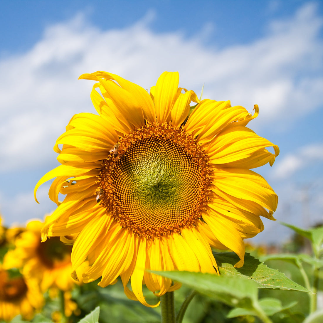Sunflower Bouquet on Budget Ideas