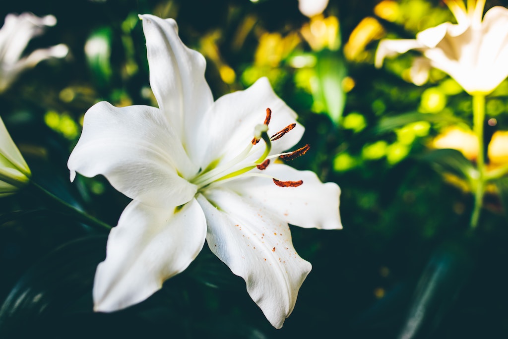 Lily Bouquet Singapore | Beautiful Lily Flowers By FlowerAdvisor