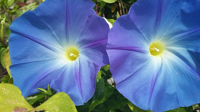 How To Make Your Morning, Glorious With Flowers | FlowerAdvisor