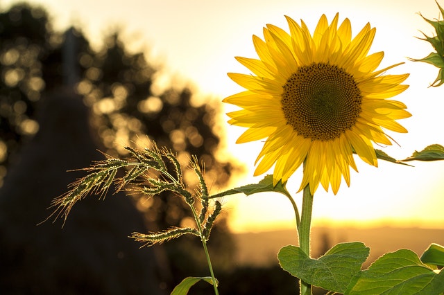 5 Reasons Why Sunflowers Make the Perfect Mother's Day Gift