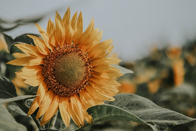 Sunflower Bouquet on Budget Ideas