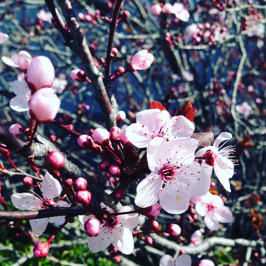 Plum Blossom Meaning: Chinese New Year Flowers and Gift Ideas