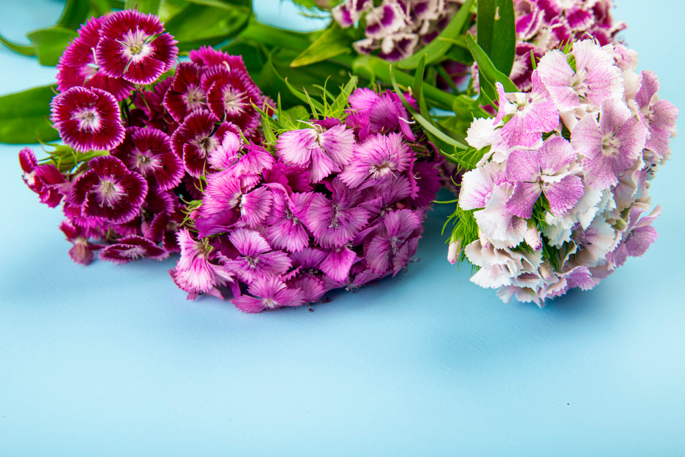 Reasons Why Carnations Are The Best Choice for Your Special Days