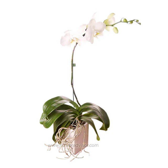 Elegant white orchid plant in pot, perfect for flower delivery in Singapore