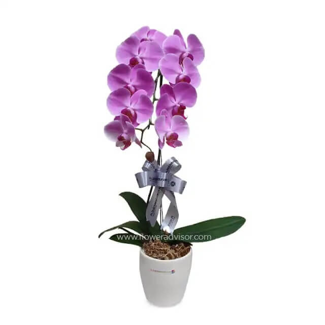 Pink orchid in white pot with ribbon, perfect for flower delivery in Singapore