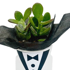 Mr Bond Succulent