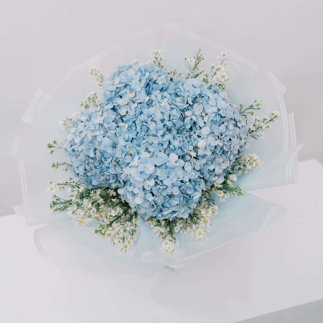 Hydrangea Azure Bloom