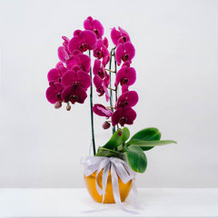 Amethyst Blaze Orchid