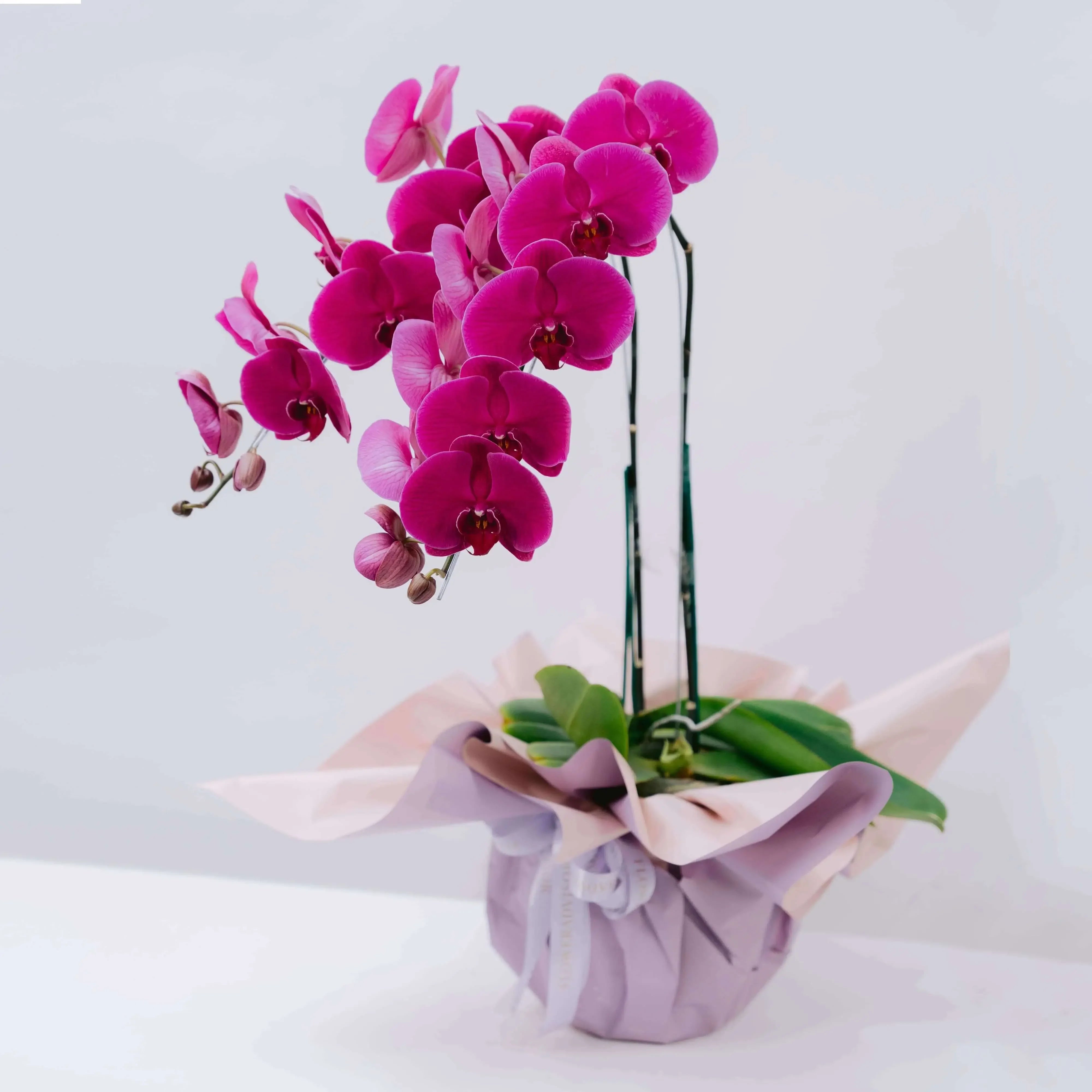 Elegant pink orchid arrangement in decorative wrapping for flower delivery
