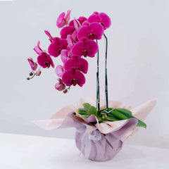 Elegant pink orchid arrangement in decorative wrapping for flower delivery
