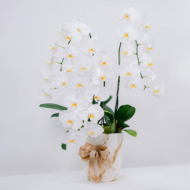 Elegant white orchid stems in a pot with gold ribbon, ideal for flower delivery gifts