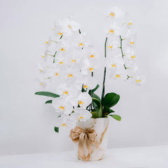 Elegant white orchid stems in a pot with gold ribbon, ideal for flower delivery gifts